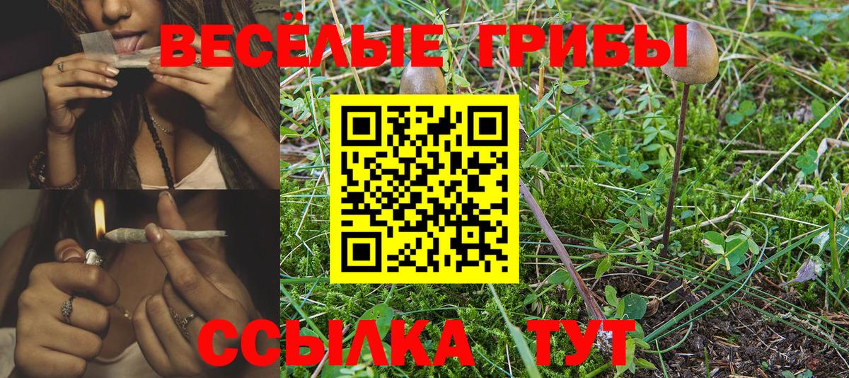 Псилоцибиновые грибы Psilocybine cubensis Алатырь